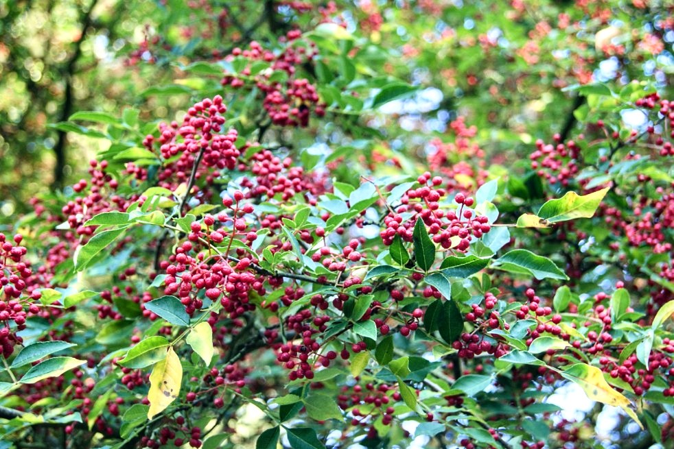 Zanthoxylum' Szechuan Pepper Tree