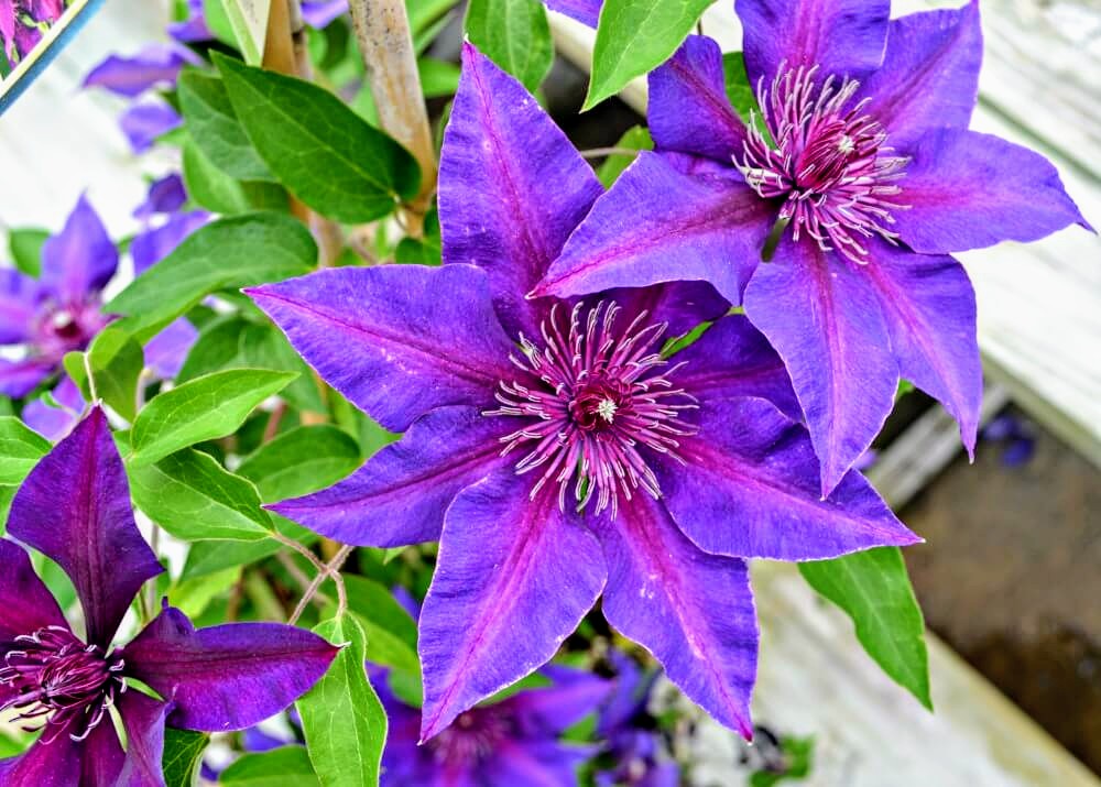 Clematis' Vancouver ™ Starry Night