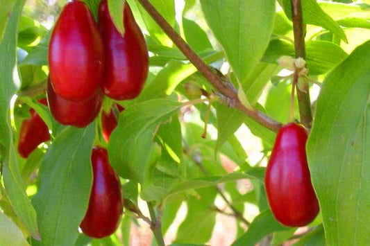 Cornus' Sunrise Dwarf Cornelian Cherry Tree