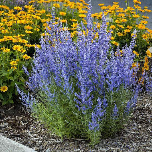 Perovskia' Denim 'n Lace Russian Sage