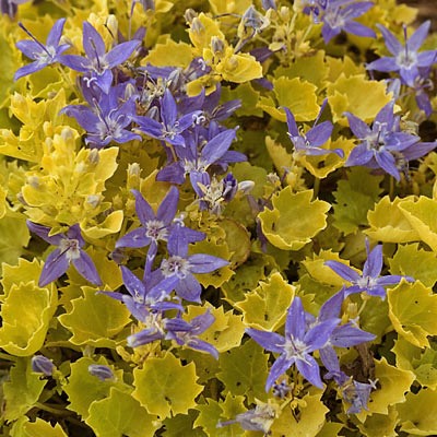 Campanula' Dickson's Gold Bellflower