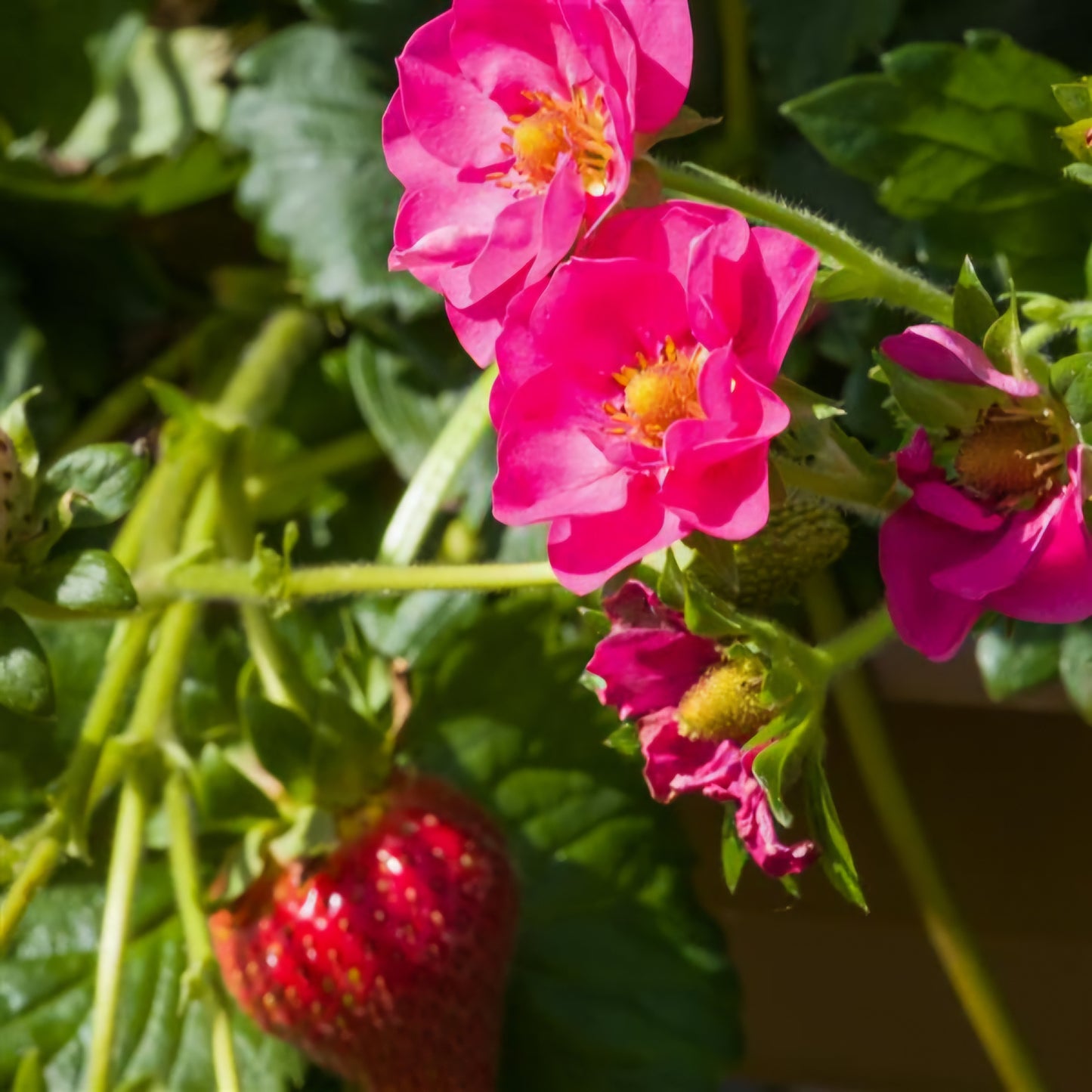 Fragaria' Summer Breeze Cherry Blossom Strawberry