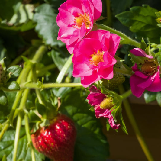 Fragaria' Summer Breeze Cherry Blossom Strawberry