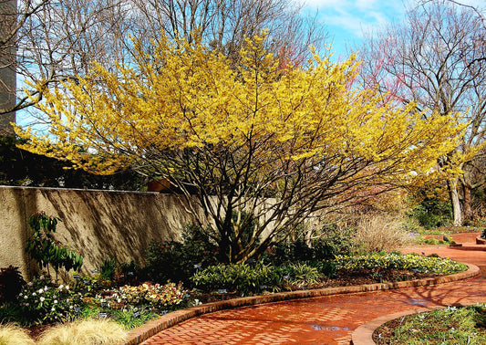 Hamamelis' QuickScape Minis American Witch Hazel