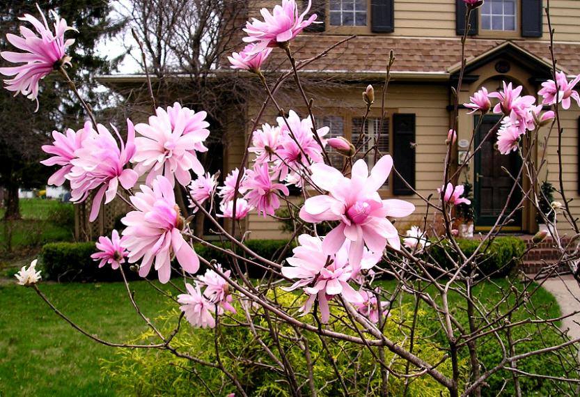 Magnolia' Pink Star