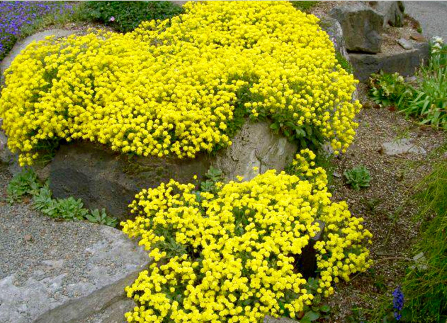 Aurinia' Summit™ Alyssum