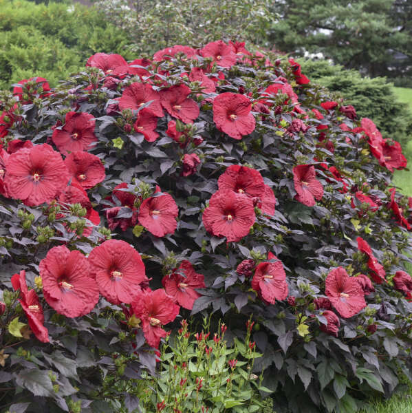 Hibiscus' Summerific® Holy Grail (Hardy/Perennial)