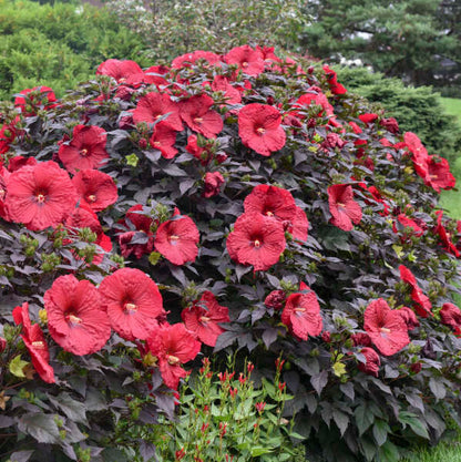 Hibiscus' Summerific® Holy Grail (Hardy/Perennial)