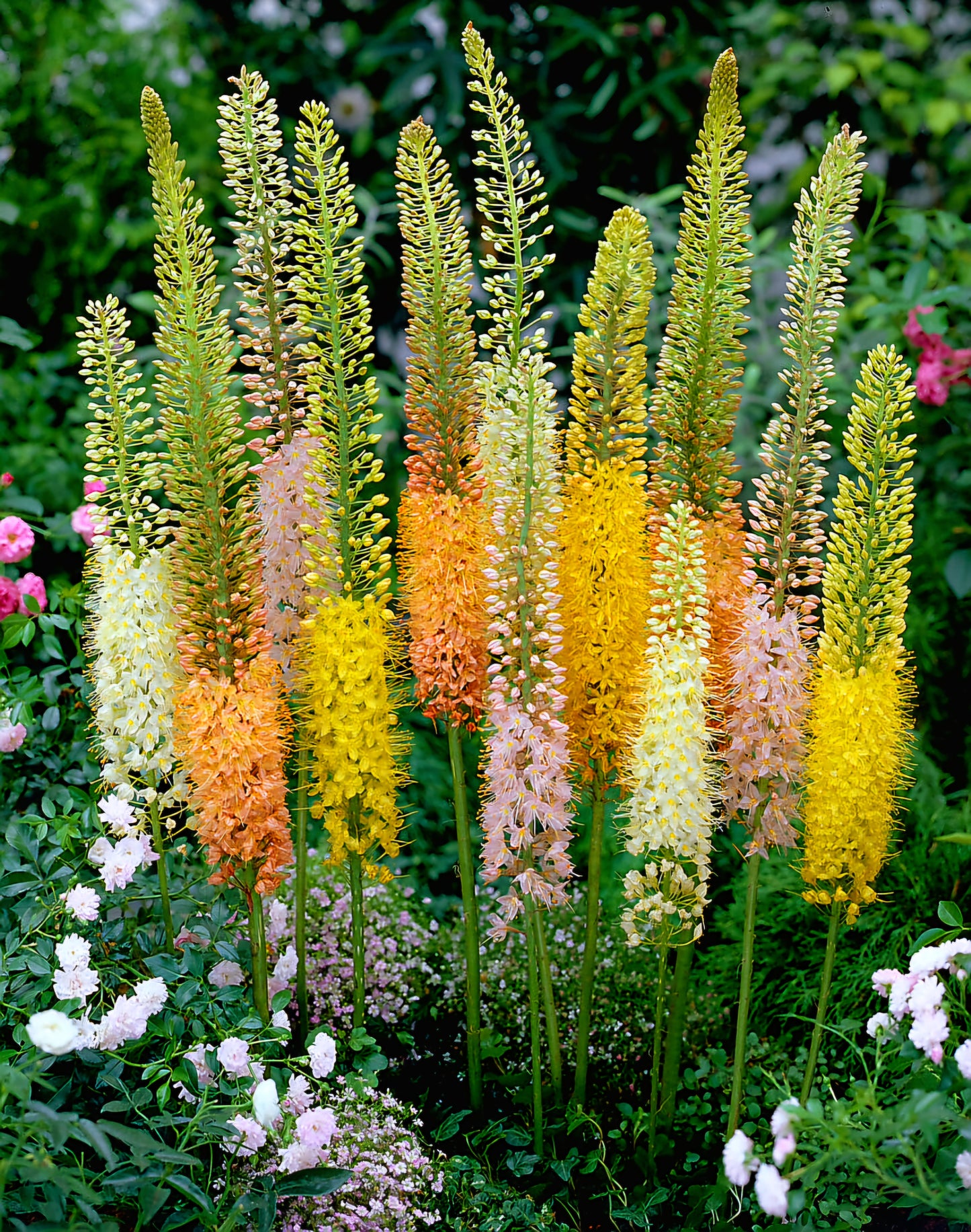 Eremurus' Foxtail Lily Ruiter Hybrids