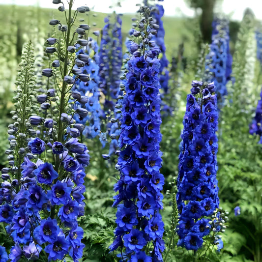 Delphinium' Blue Buccaneers Specialty Delphinium