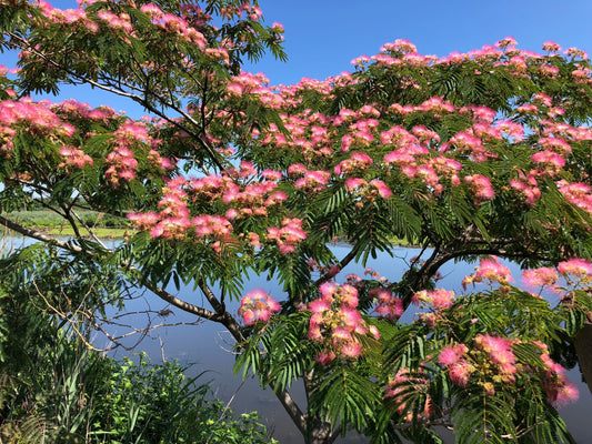 Albizia' Persian Silk Tree