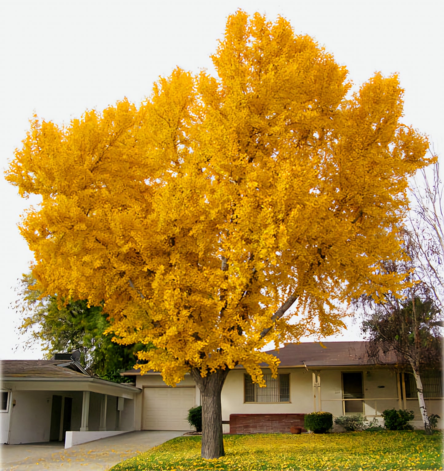 Ginkgo' QuickScape Minis Maidenhair Tree