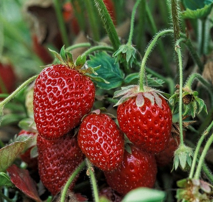 Fragaria' Fort Laramie Everbearing Strawberry, Well Established Clump