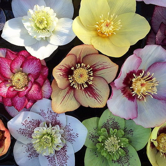 Helleborus' Ashwood Garden Hybrids