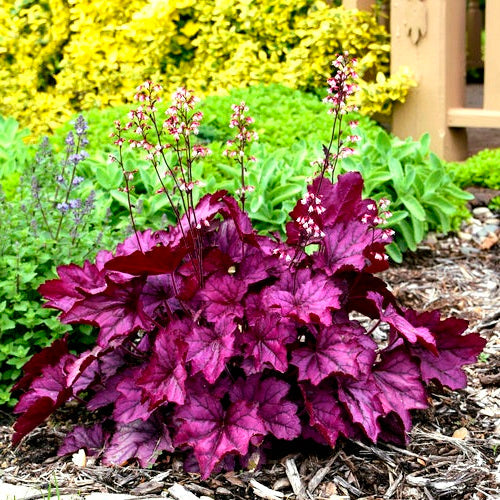 Heuchera' PRIMO® Wild Rose Coral Bells