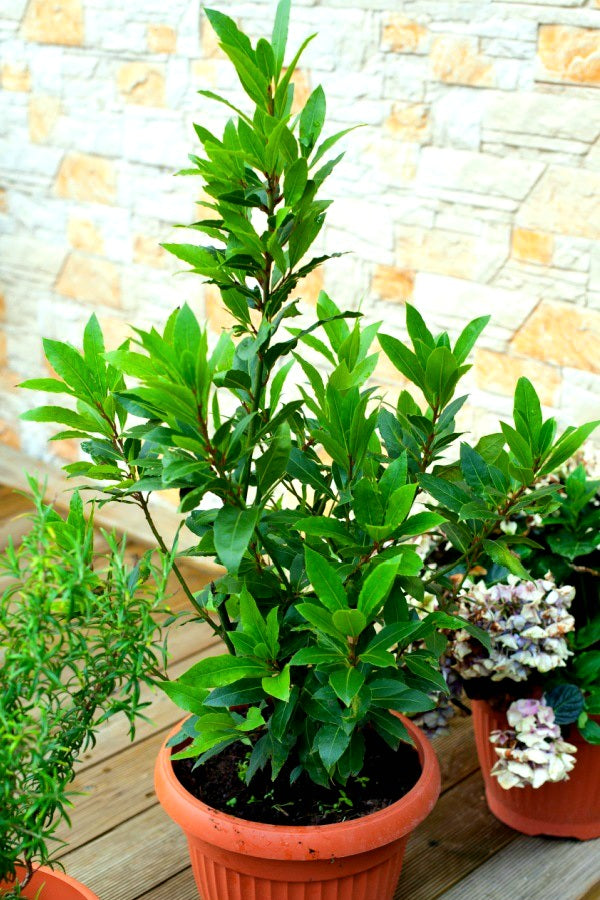 Laurus' Bay Leaf Tree