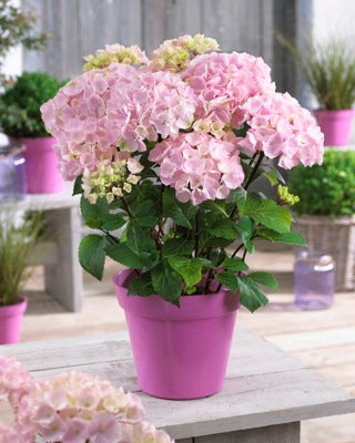 Hydrangea' Onyx™ Flamingo