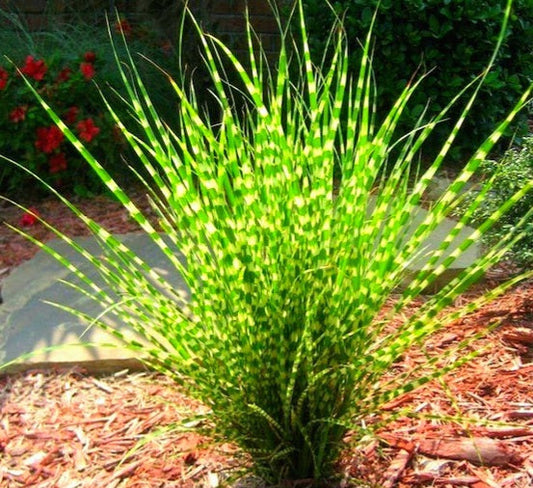 Miscanthus' Little Zebra Grass