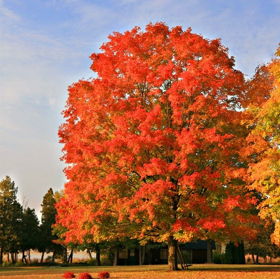 Acer'  Red Sunset® Maple Tree