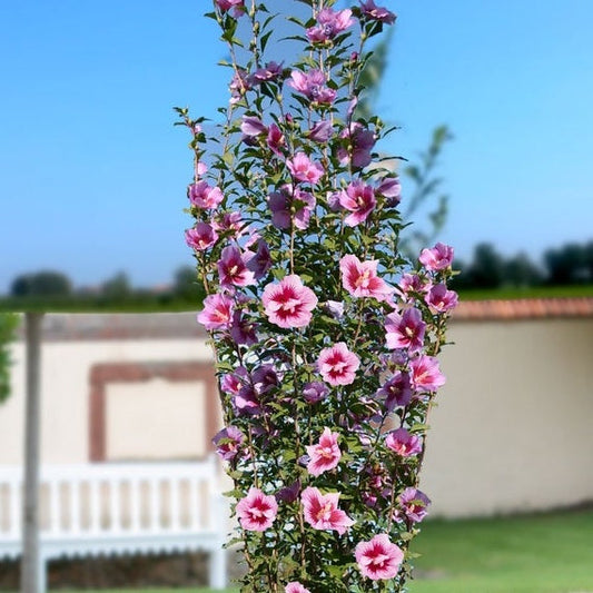 Hibiscus' Purple Pillar™