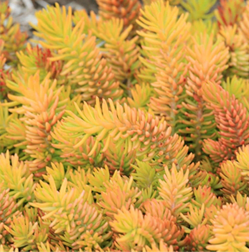 Sedum' Solar Spice®