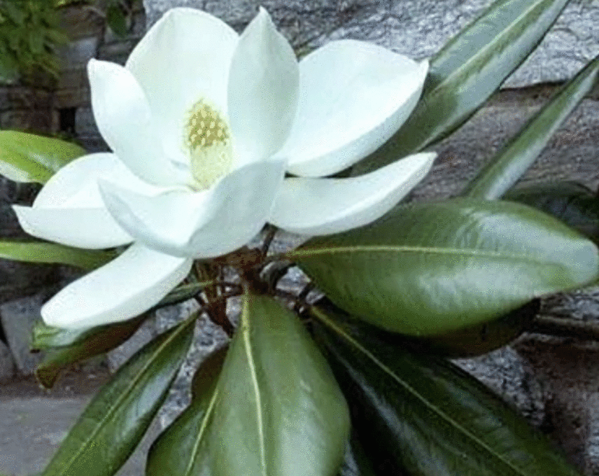 Magnolia' Edith Bogue