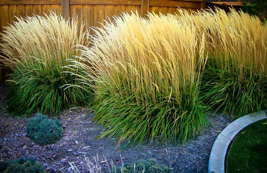 Calamagrostis' Karl Foerster's Feather Reed Grass