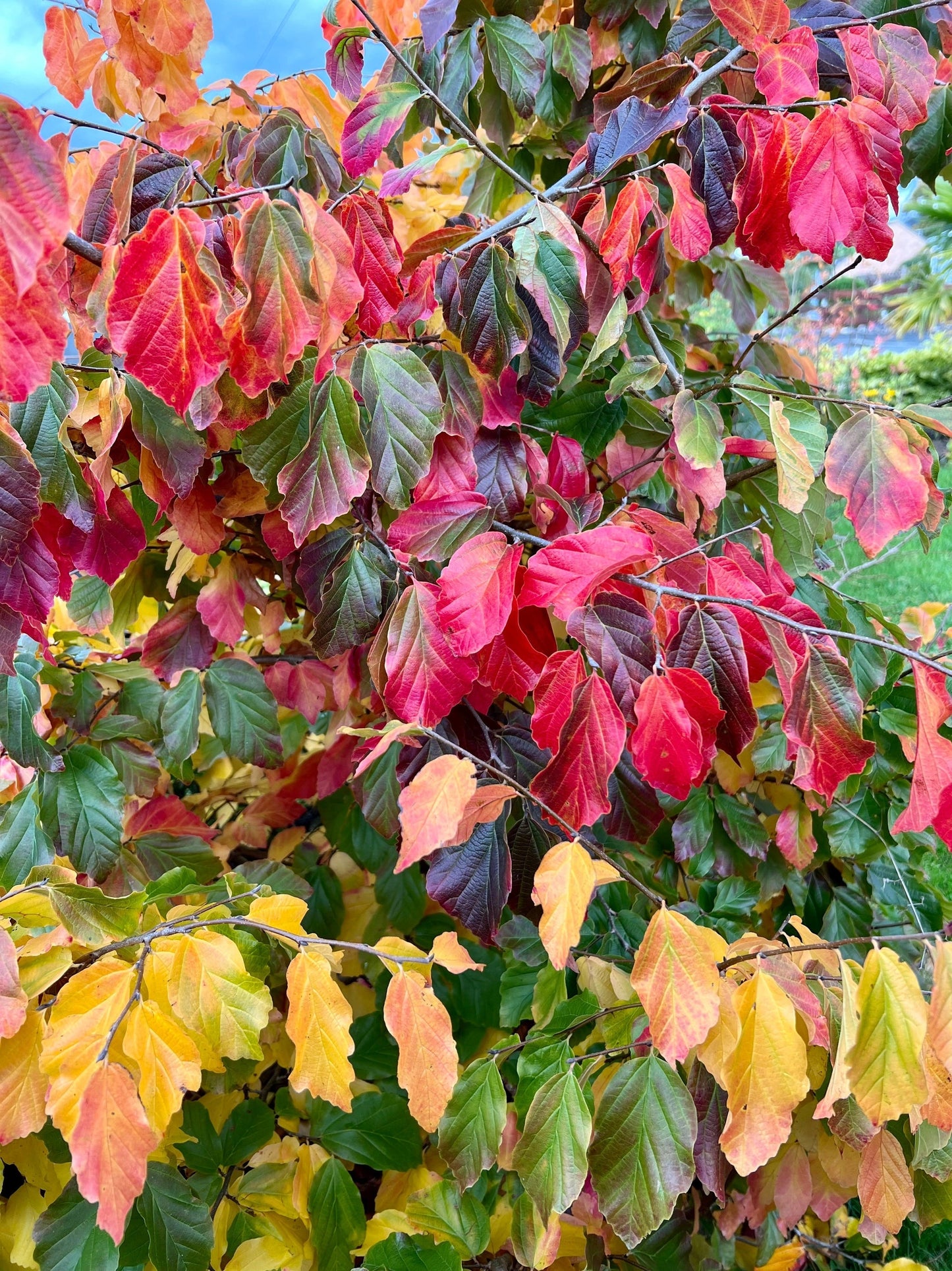 Parrotia' QuickScape Minis Persian Ironwood Tree