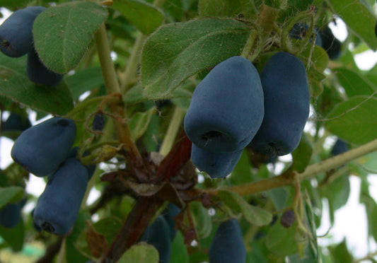 Lonicera' Indigo Gem Honeyberry (Haskap)