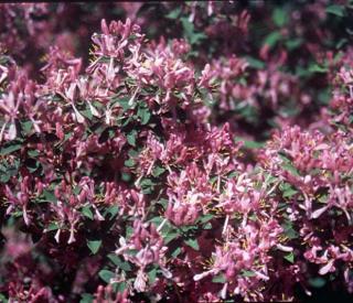 Lonicera' Honeysuckle Cheyenne Pink