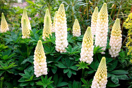 Lupinus' Polar Princess Hybrid Lupine