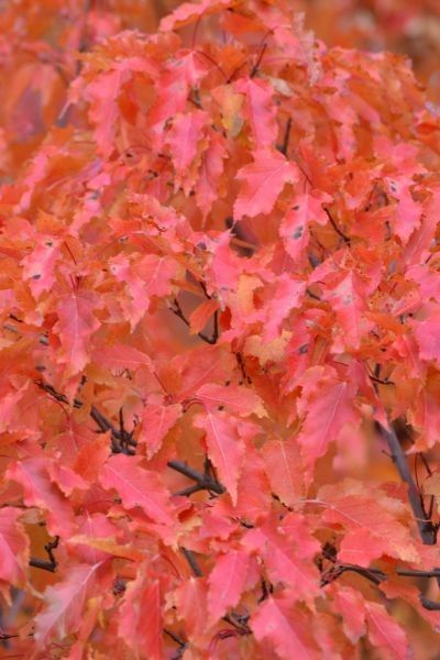 Acer'  Blazing Elf™ Amur Maple Shrub