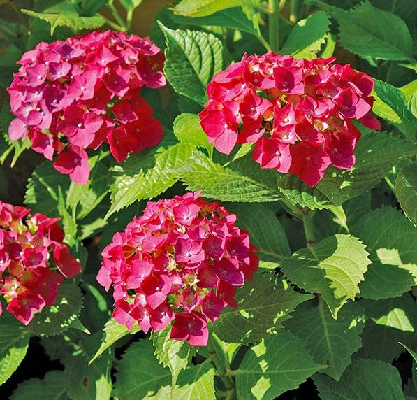 Hydrangea' Masja