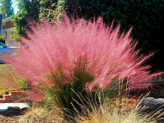 Muhlenbergia' Pink Muhly Grass