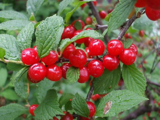 Prunus' Nanking Cherry