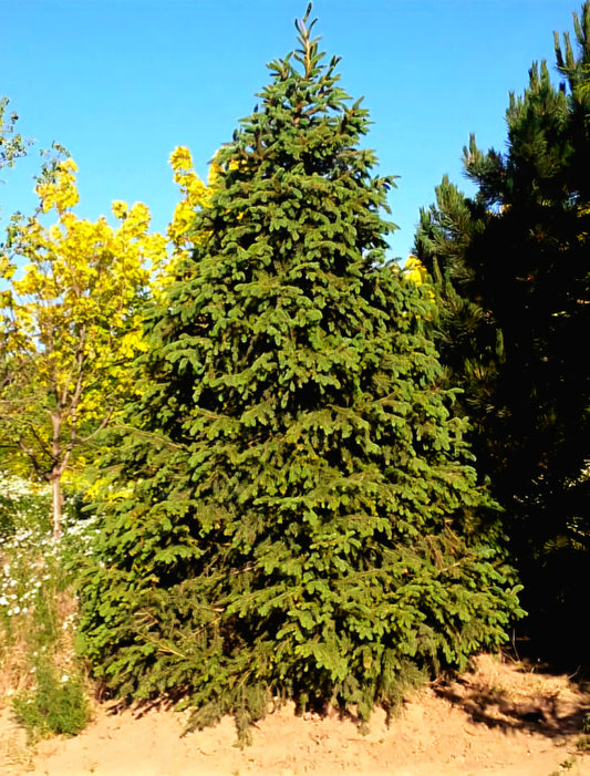 Picea' QuickScape Minis Norway Spruce Tree