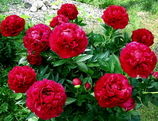 Paeonia'  "Henry Bockstoce" Heirloom Specialty Peony