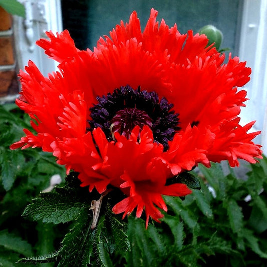 Papaver' Turkenlouis Poppy