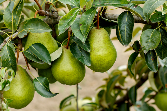 Pyrus' Bartlett Pear Tree