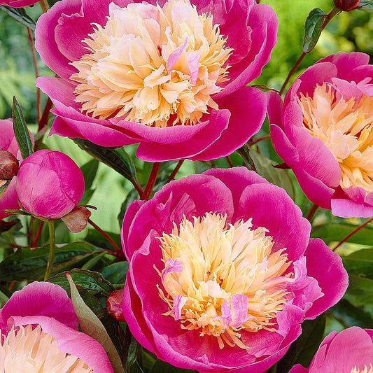 Paeonia' Bowl Of Beauty Peony