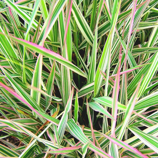 Phalaris' Strawberry and Cream Ribbon Grass