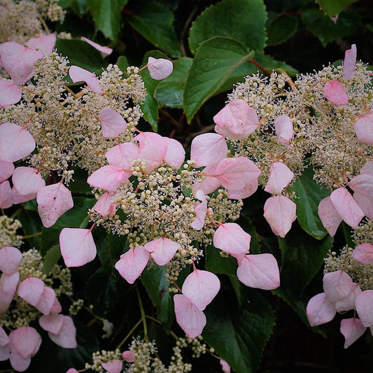 Schizophragma' Pink Japanese Hydrangea Vine