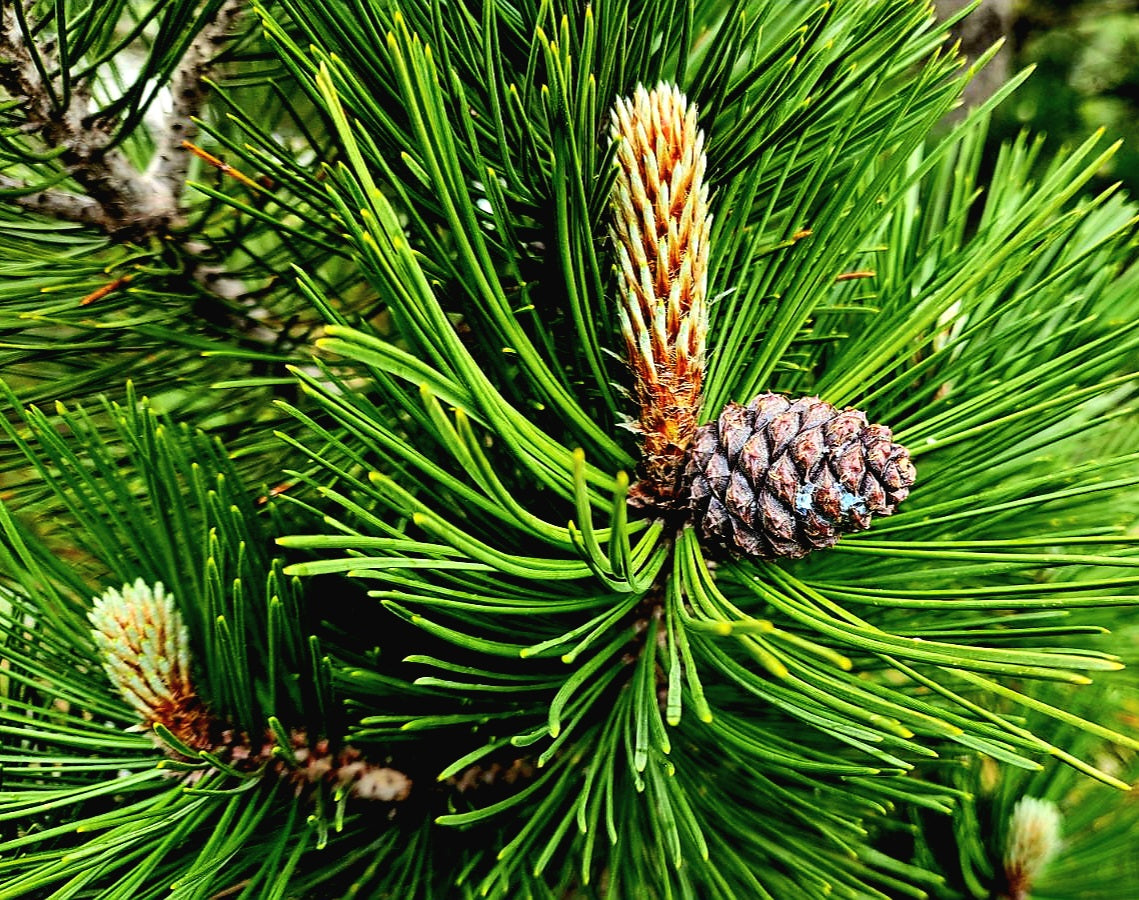 Pinus' QuickScape Minis Bosnian Pine Tree