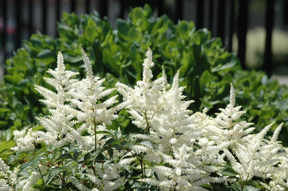 Astilbe' White Sensation