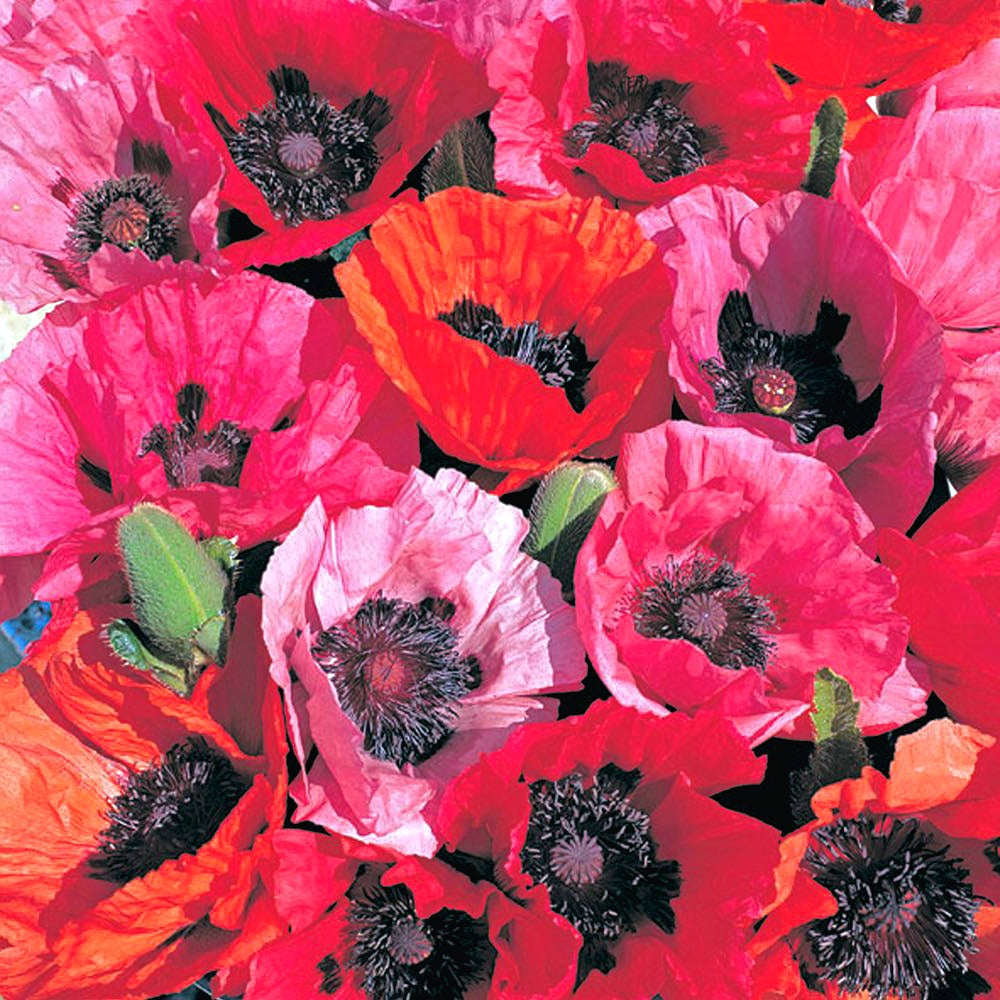 Papaver' Fruit Punch Poppy Mix