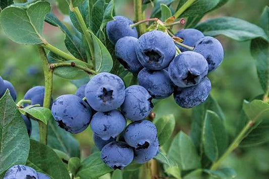 Vaccinium' Razz Blueberry