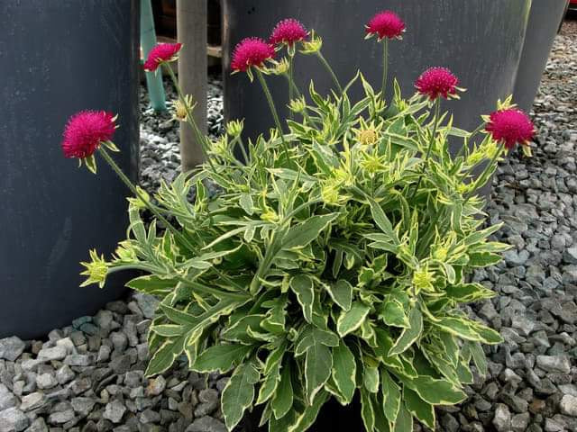 Knautia' Thunder And Lightning