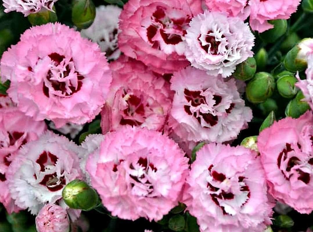 Dianthus' Pretty Poppers™ Appleblossom Burst