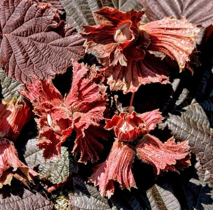 Corylus' Red Majestic Contorted Filbert Hazelnut (Harry Lauders Walking Stick)