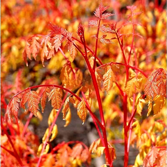 Koelreuteria' Coral Sun Golden Rain Tree